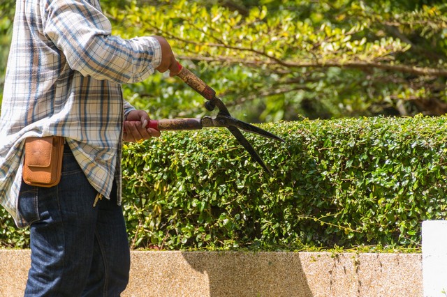Garden Maintenance Highbury, N5